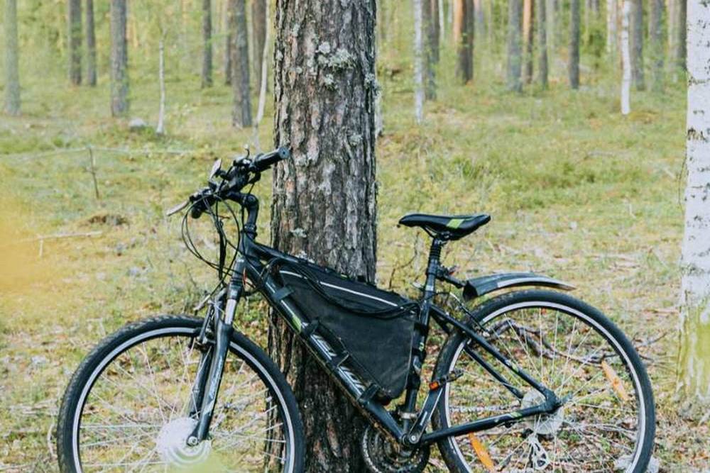 E-bike in het bos — illustratiefoto bij het fatbike-merkenoverzicht